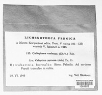 Caloplaca cerina image